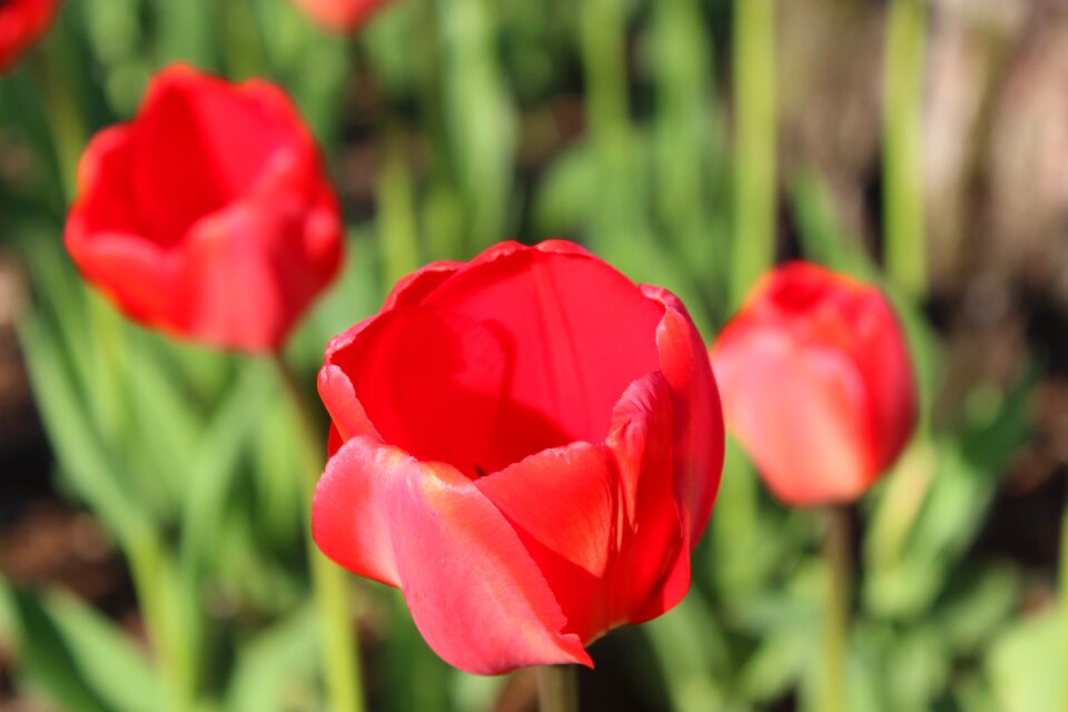 Garden roses