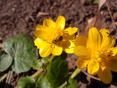 Insects bee yellow