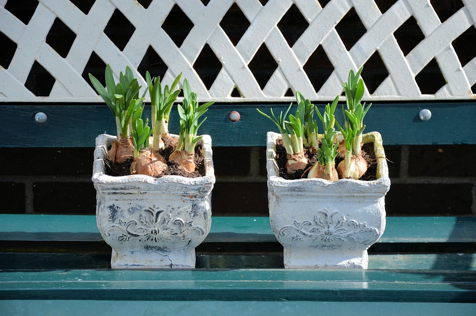 Bulbous lily potted