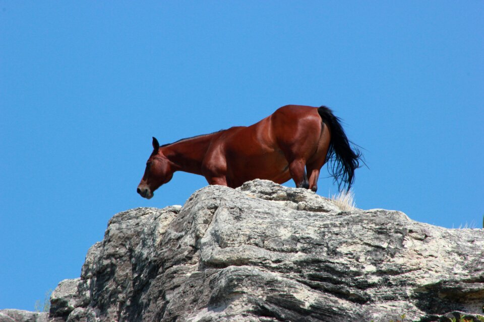 Farm mammal stallion