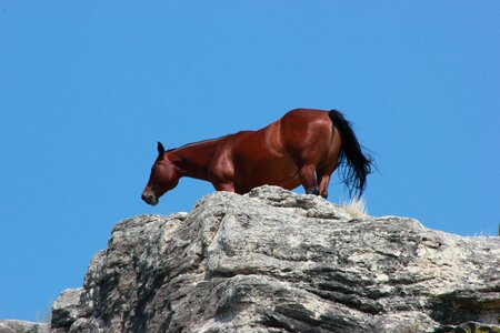 Farm mammal stallion