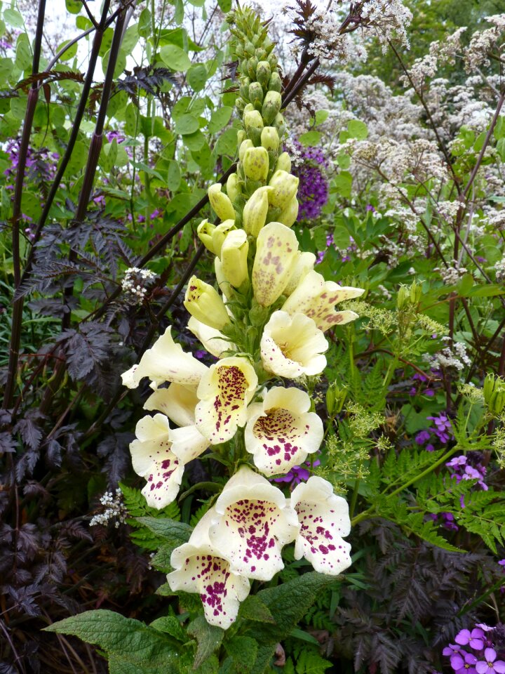 Spotted digitalis lutea flowers