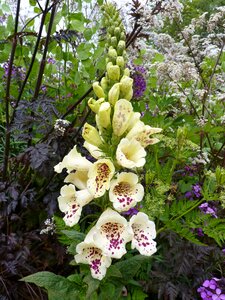Spotted digitalis lutea flowers