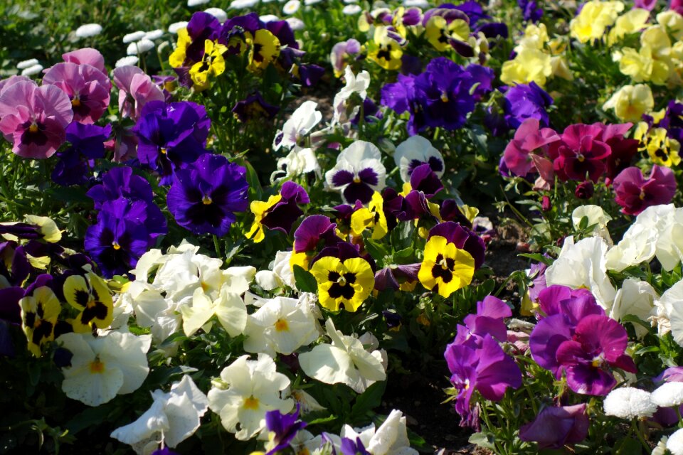 Floral colorful decorative