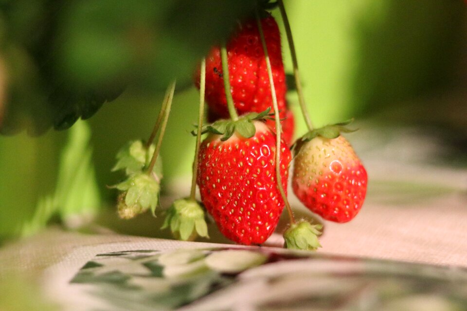 Fruit sweet food