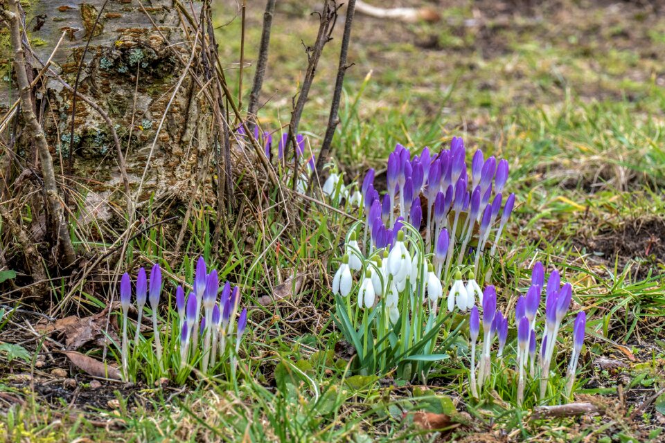 Nature signs of spring white
