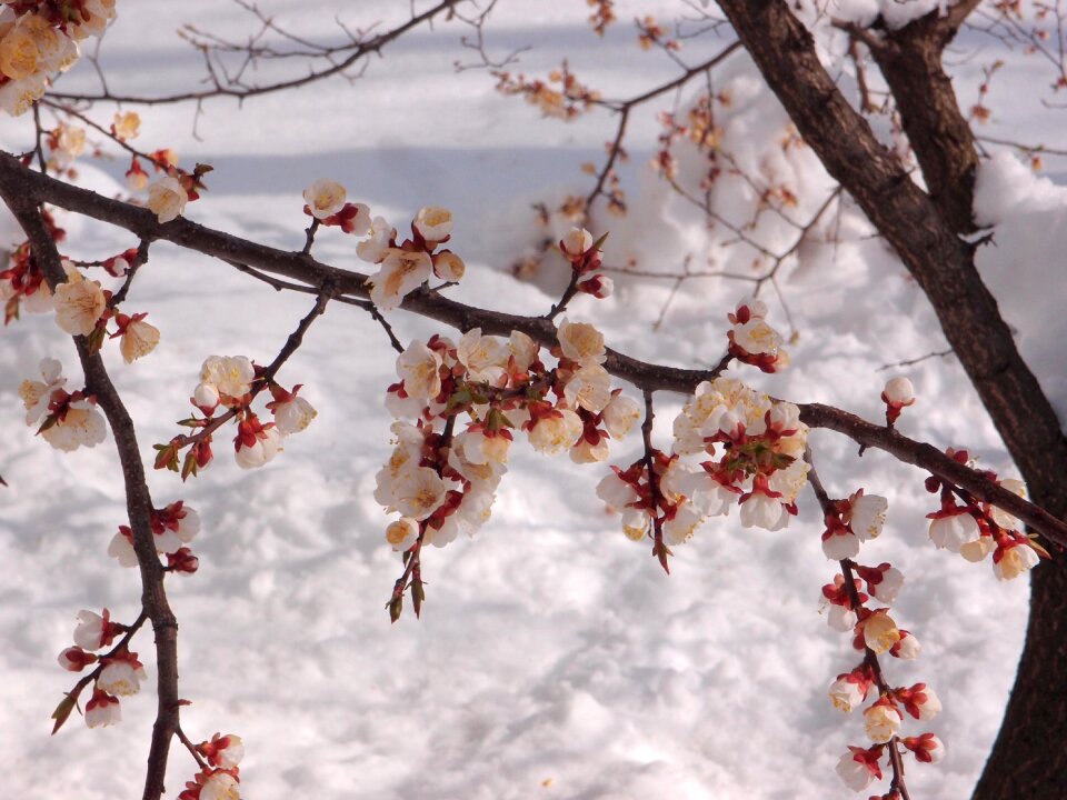 Snow weather spring