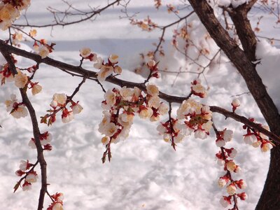 Snow weather spring