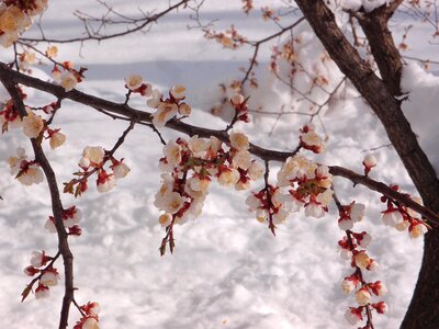 Snow weather spring photo