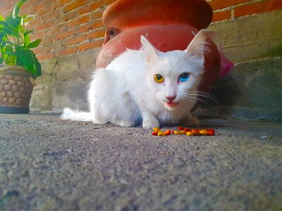Cat heterochromia Free photos