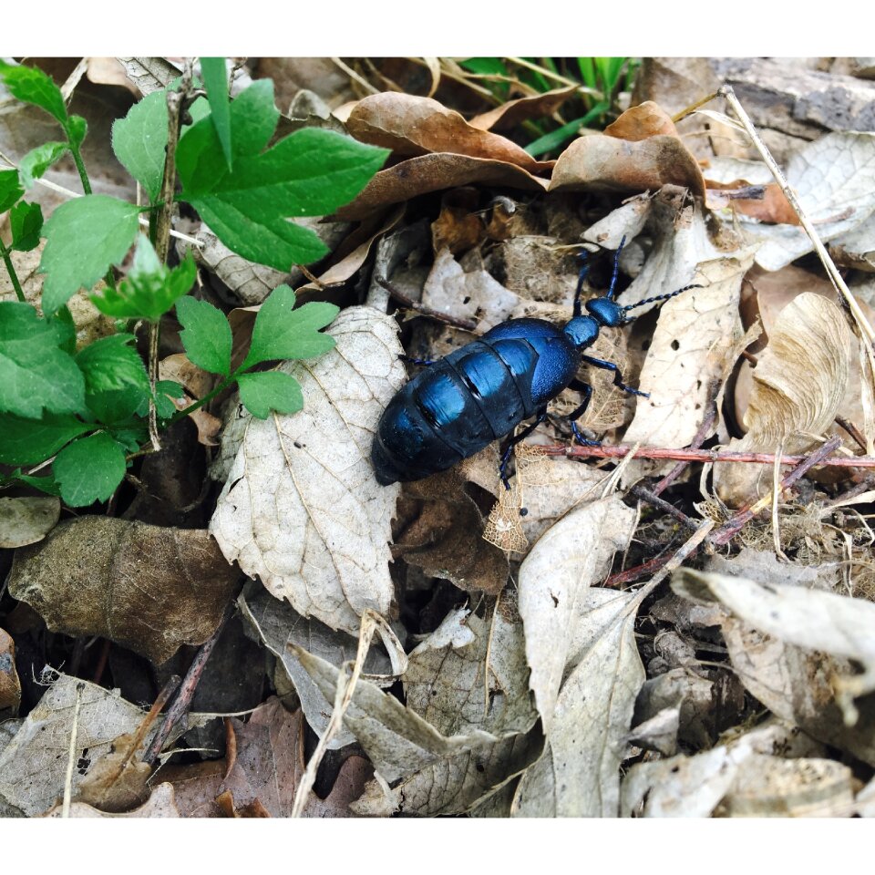 Beetle blue animal