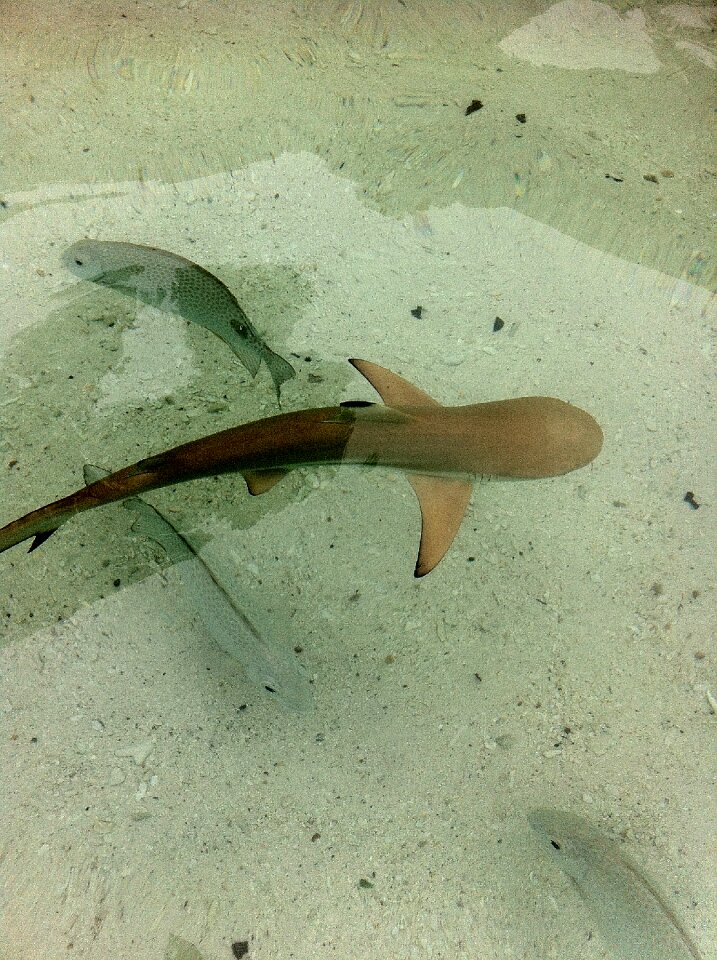 Animal ocean underwater
