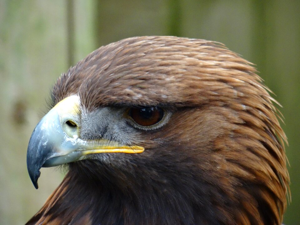 York bird of prey centre serious look