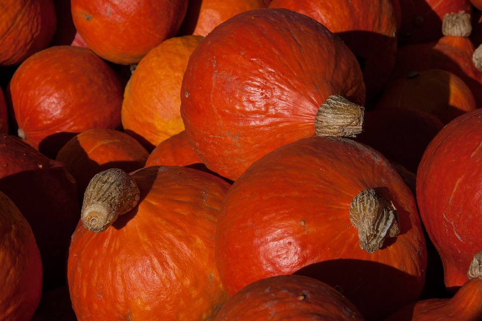 Cucurbitaceae orange large