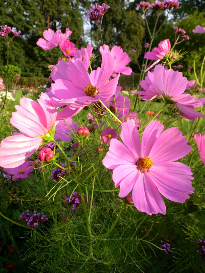 Blossom bloom summer photo