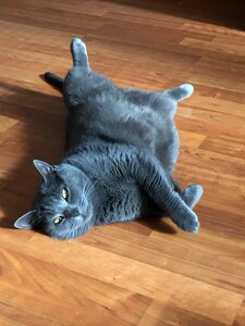 Cat home recreation