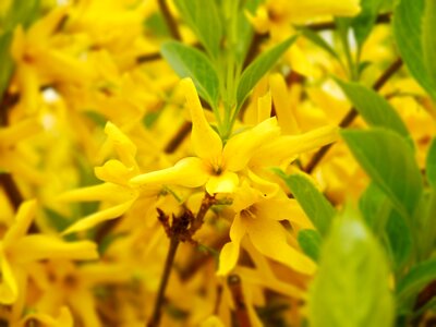 Spring ornamental shrub bloom photo