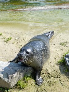 Seal zoo tourist attraction