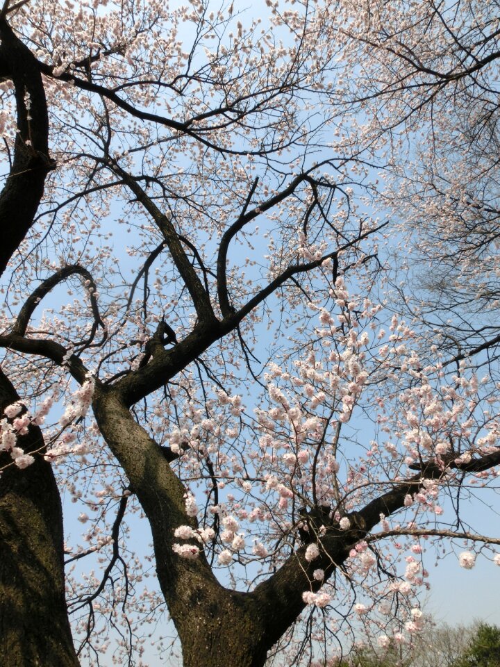 Cherry blossoms background flowers