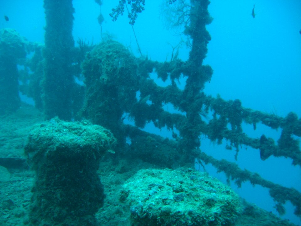 Ship mueller octopus photo