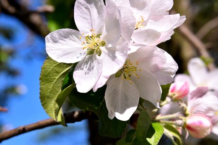 Apple blossom white apple tree photo