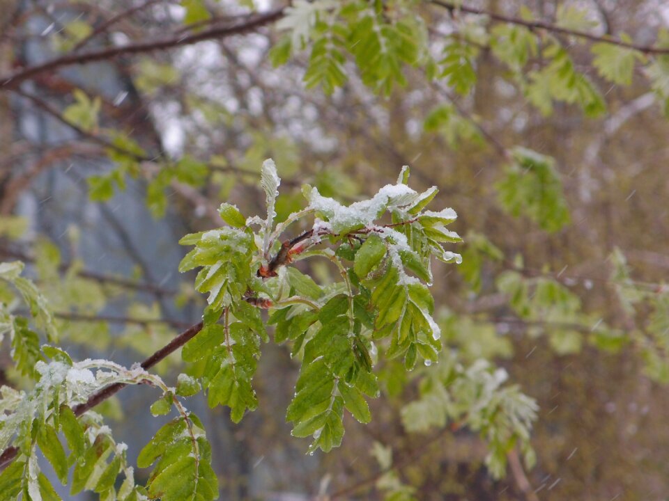 Snow weather spring