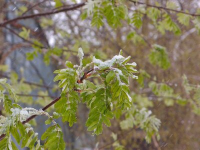 Snow weather spring
