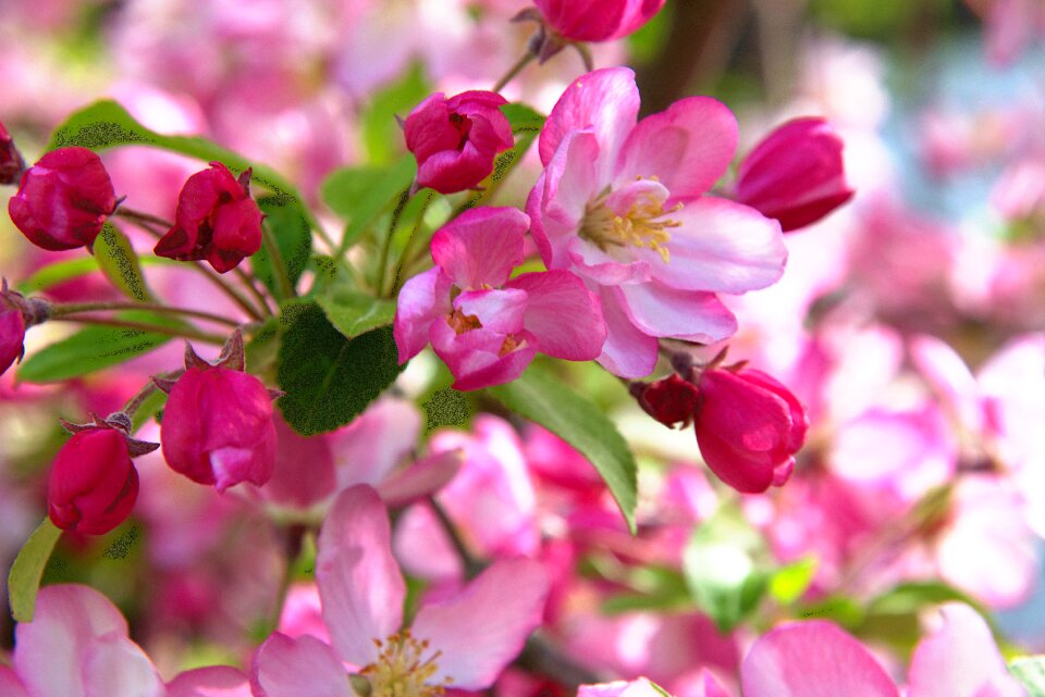 Apple tree full bloom red