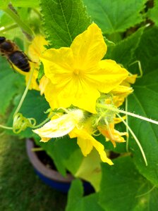 Vegetables cucumber plant garden