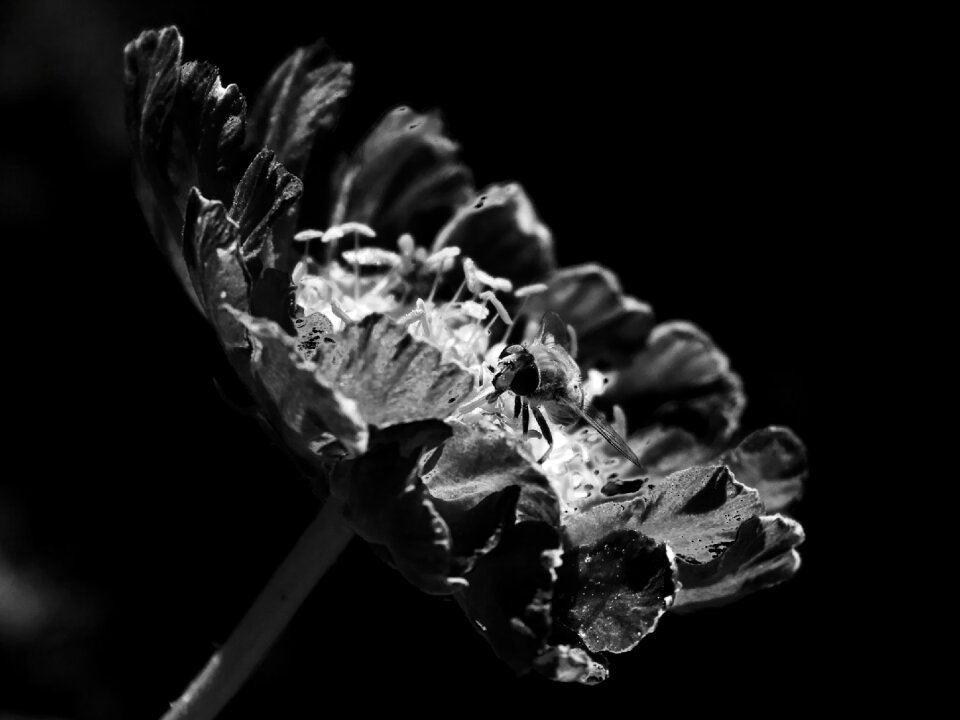 Black and white background nature silhouette