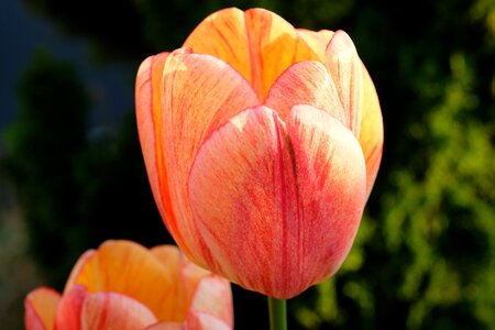 Flowers nature red