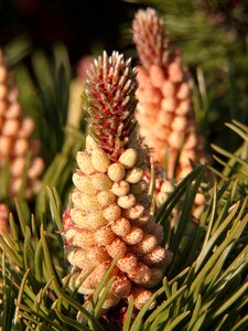 Nature tap plant