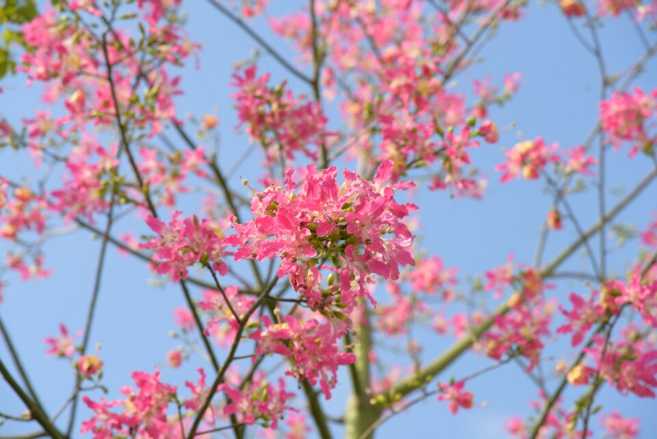 Flower outdoor blue sky photo