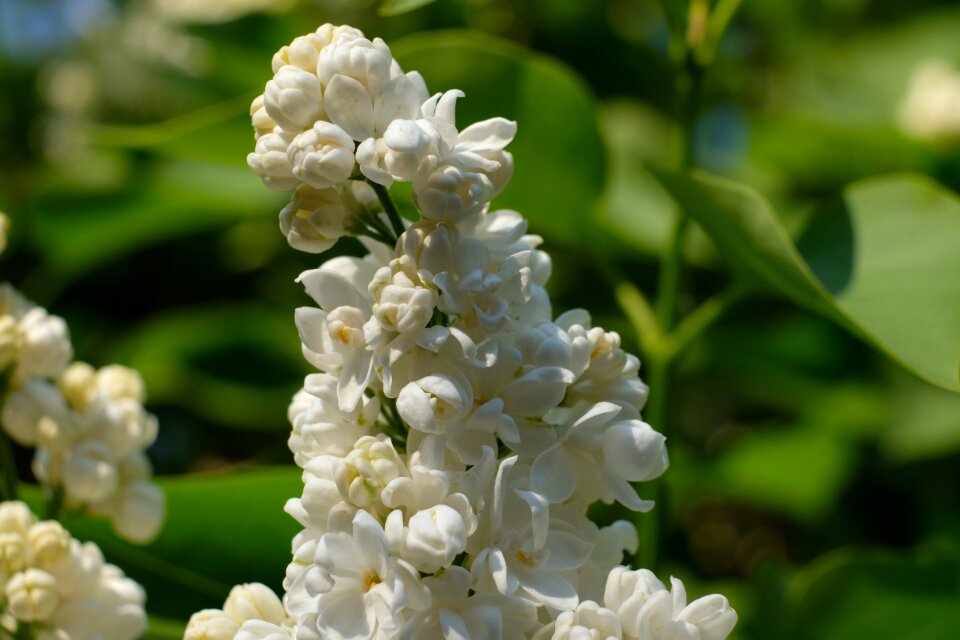 Spring plant flowers