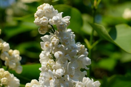 Spring plant flowers photo