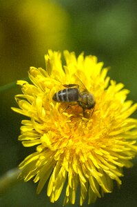 Pollen honey honey bee photo