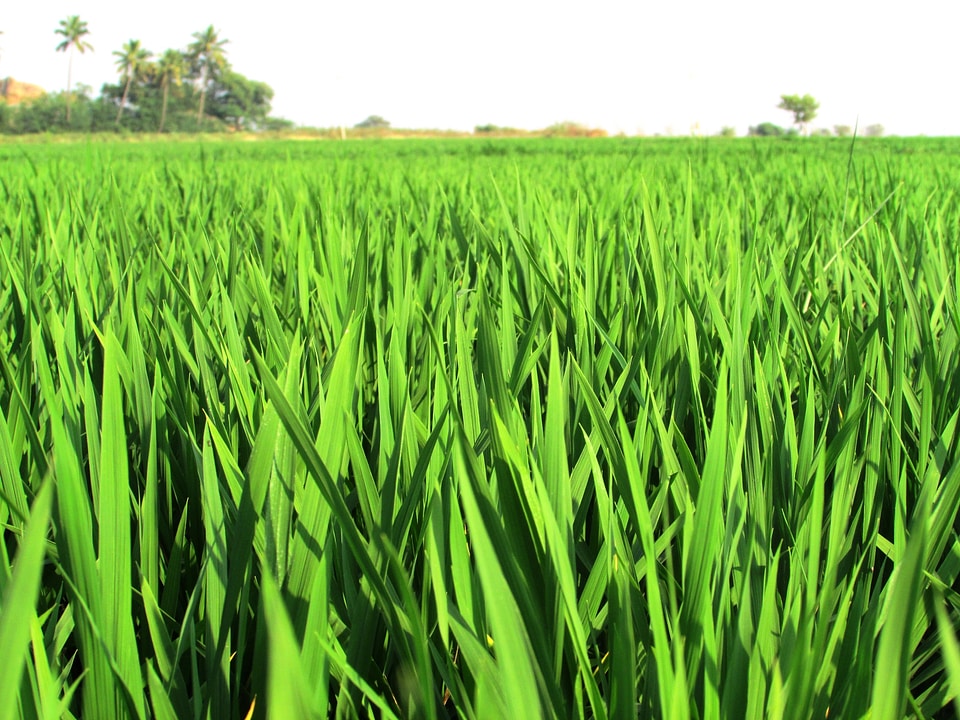 Crops plants edible