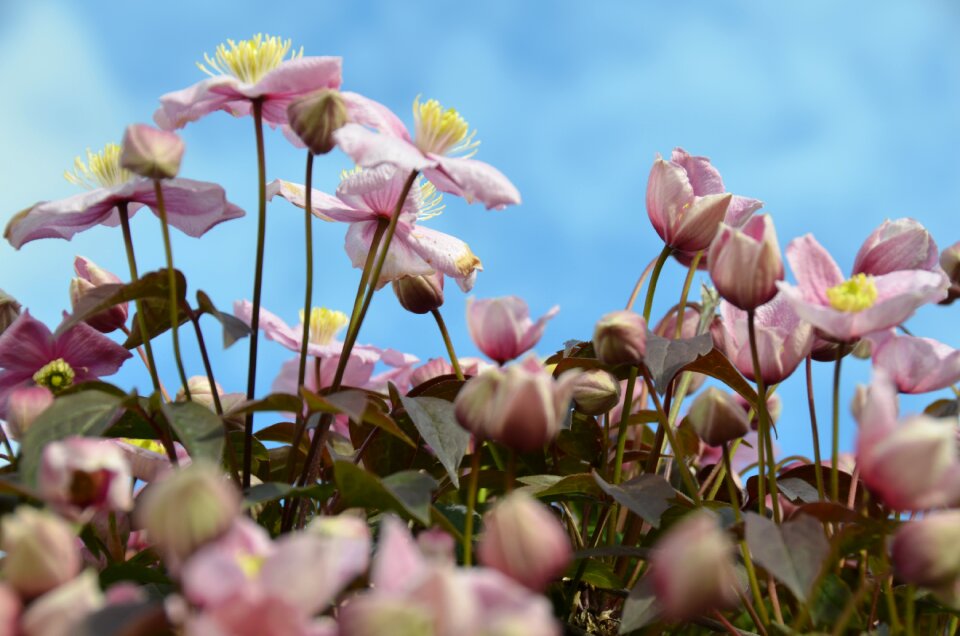 Flowers nature open