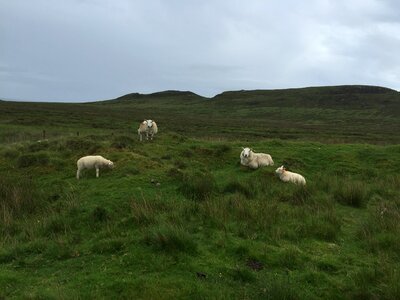 Grass sheep photo