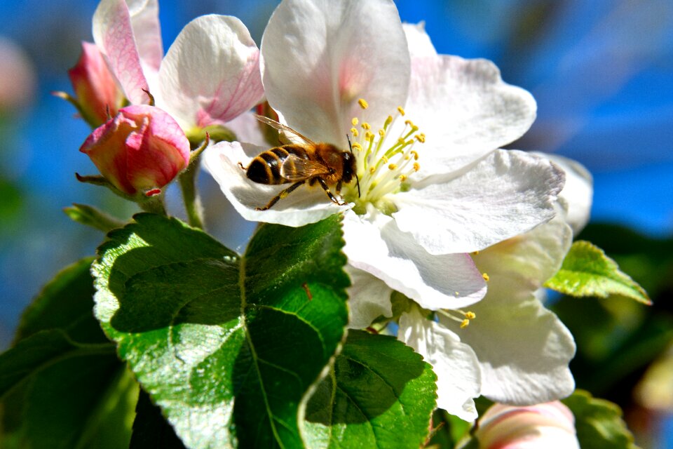 Pollination blossom bloom