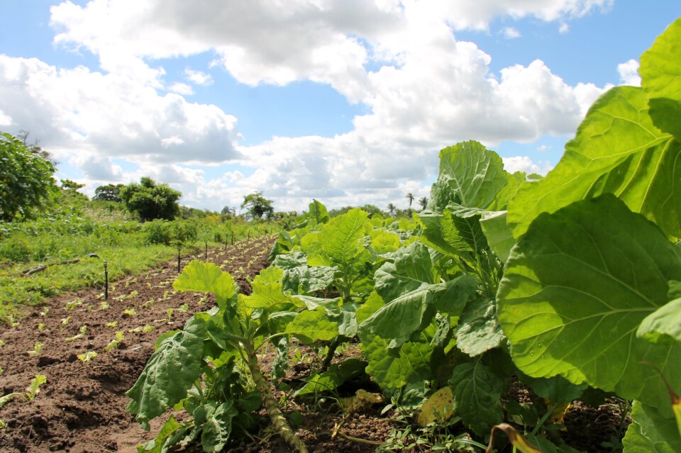 Organic agriculture sergipe brazil