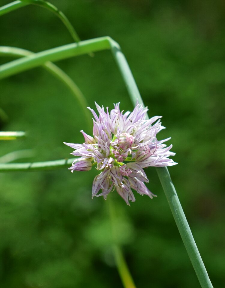 Bloom plant herb photo