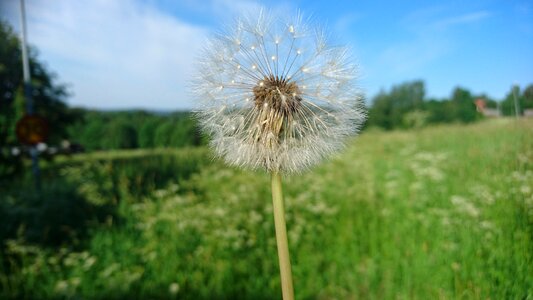 Grass bed summer meadow