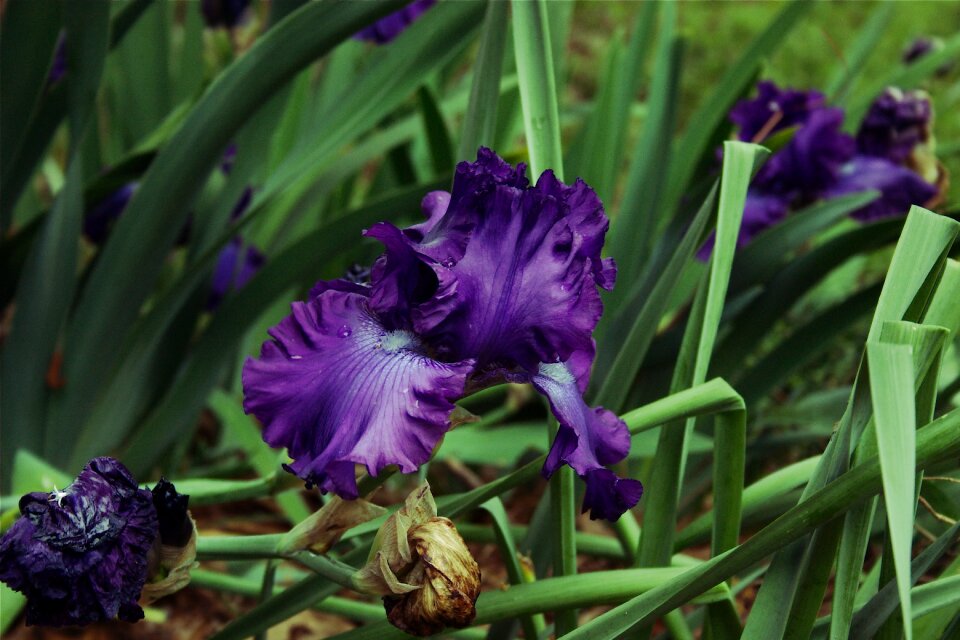 Blossom floral petal