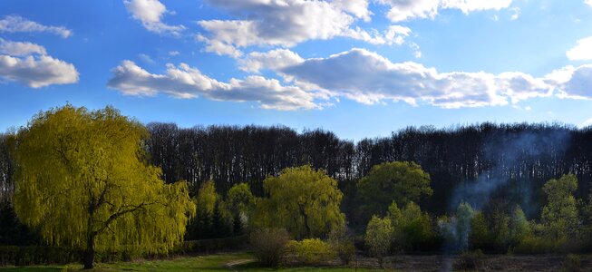 Nature trees landscape