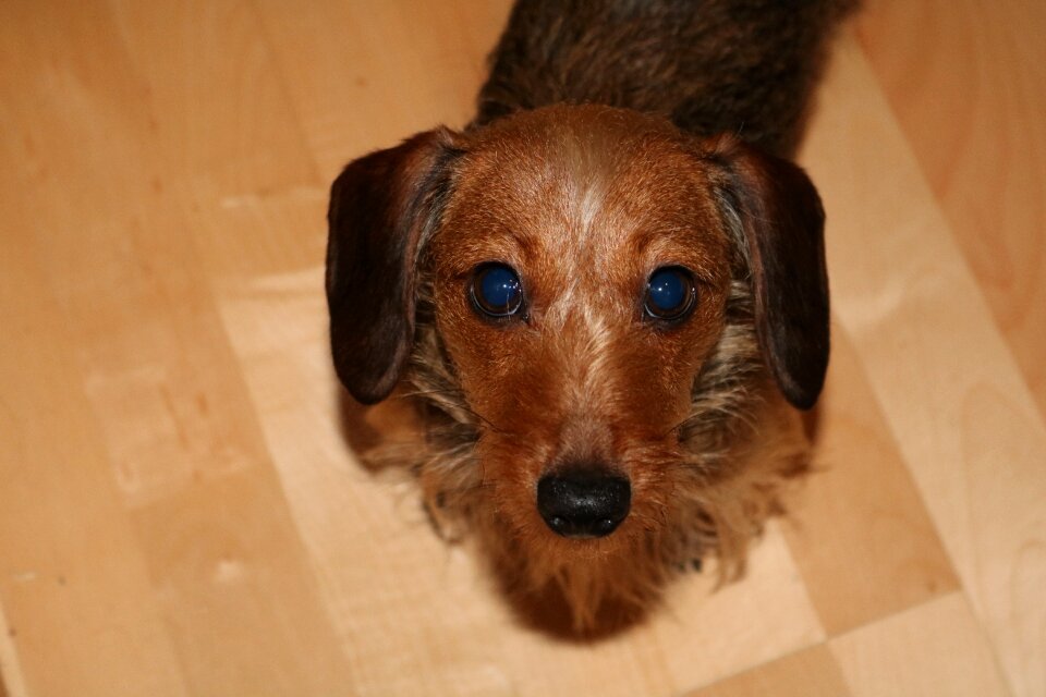 Dog look pet brown