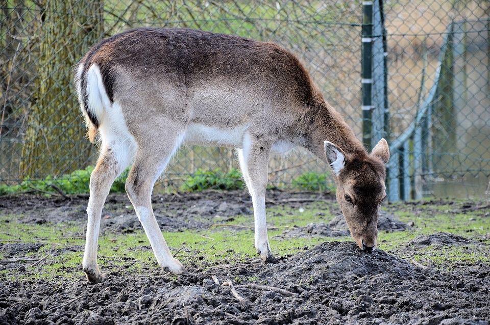 Wildlife grazing feeding