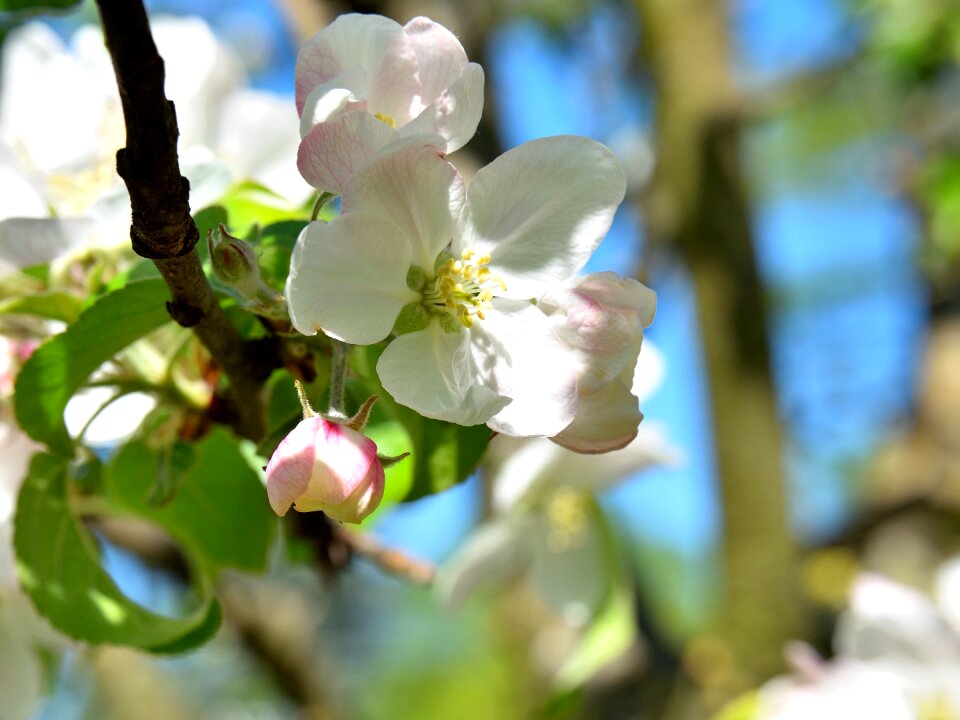 Apple blossom white apple tree