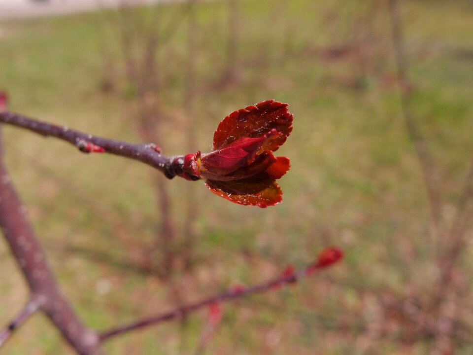 Kidney young leaves young foliage