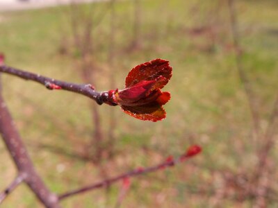 Kidney young leaves young foliage photo